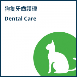 貓隻牙齒護理